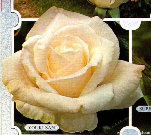 'Youki San ®' rose photo