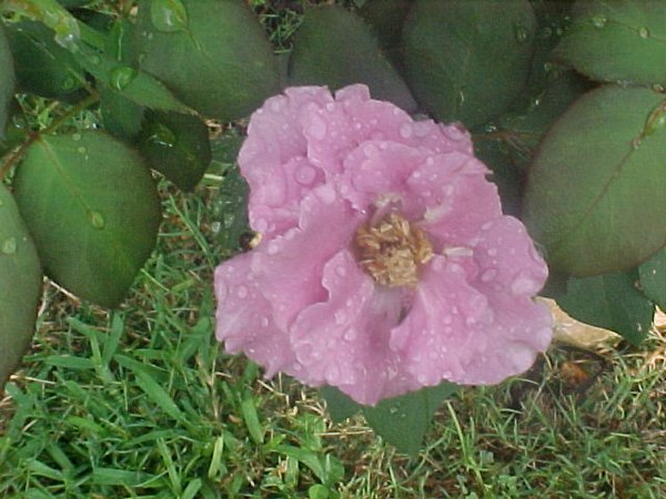 'Leah Webb's Garden'  photo
