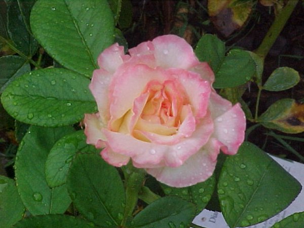'Leah Webb's Garden'  photo