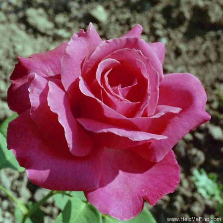 'Caprice de Meilland ®' rose photo