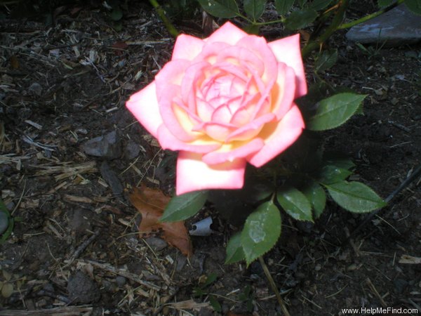'Anita's Apricot Fantasy' rose photo