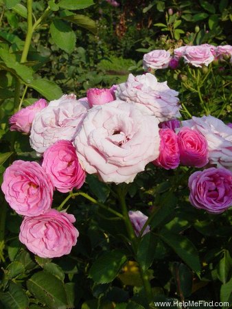 'Pink Rosette' rose photo