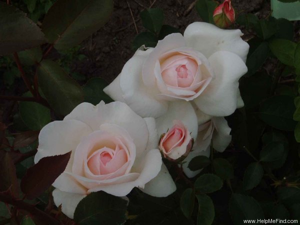 'Dame Prudence' rose photo