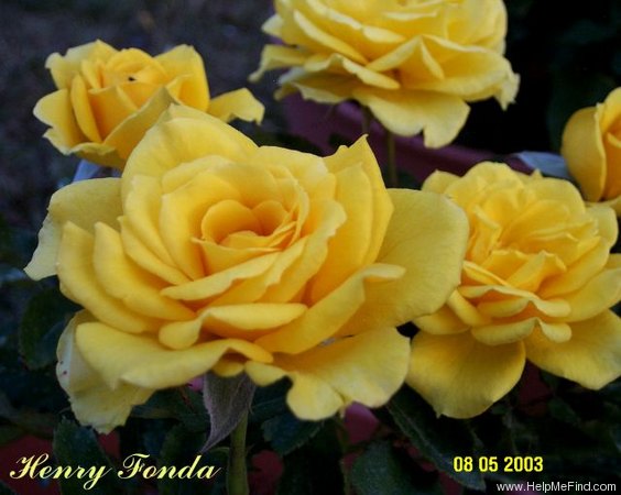 'Henry Fonda' rose photo