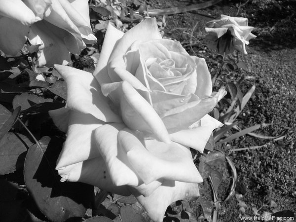 'Carina (hybrid tea, Meilland, 1963)' rose photo