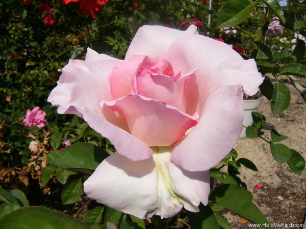 'Grand Siècle®' rose photo