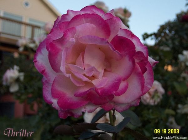 'Thriller' rose photo