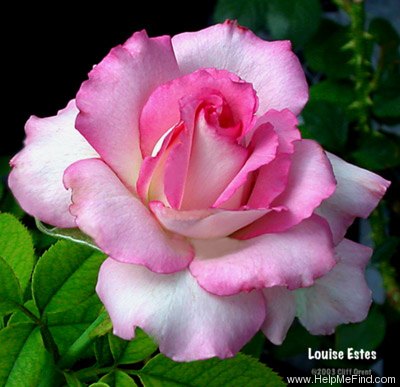 'Louise Estes' rose photo