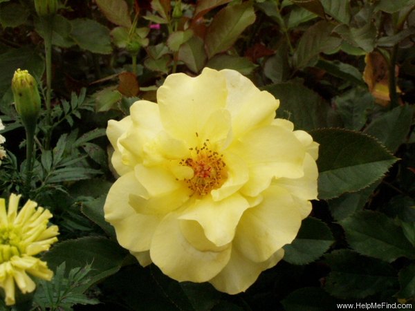 'Sun Flare' rose photo