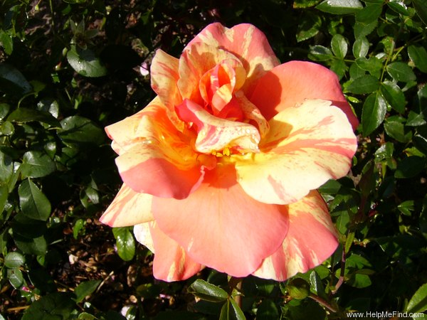 'Sorbet Fruité ® Cl.' rose, click to enlarge 'Sorbet Fruité ® Cl.' rose photo