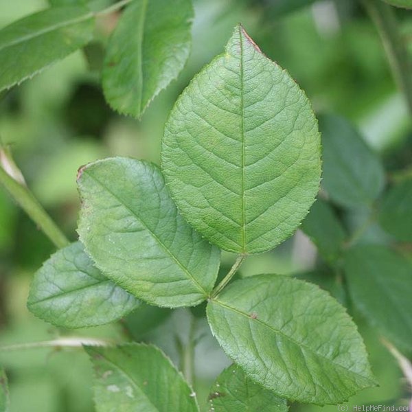 'Baronne Prévost (Hybrid Perpetual, Desprez, 1841)' rose photo