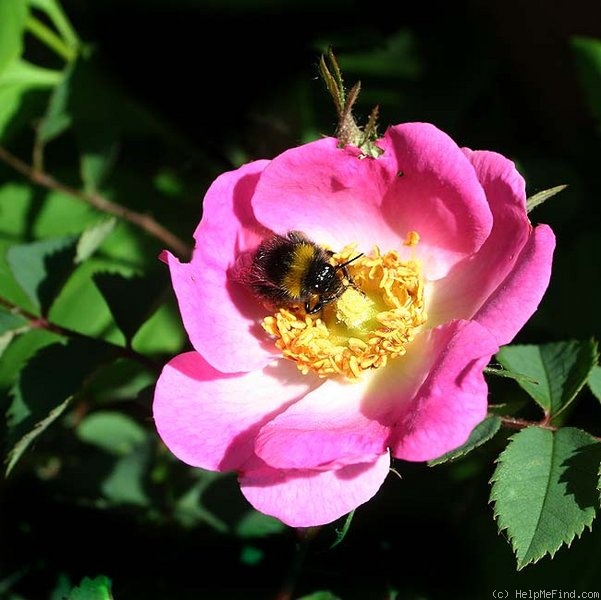 'Rosa Pendulina Bourgogne' rose photo