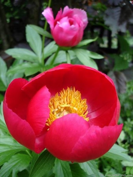'Scarlet O'Hara' peony photo