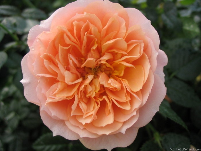 'Brent Alexander' rose photo