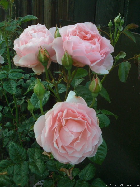 'Strawberry Hill' rose photo