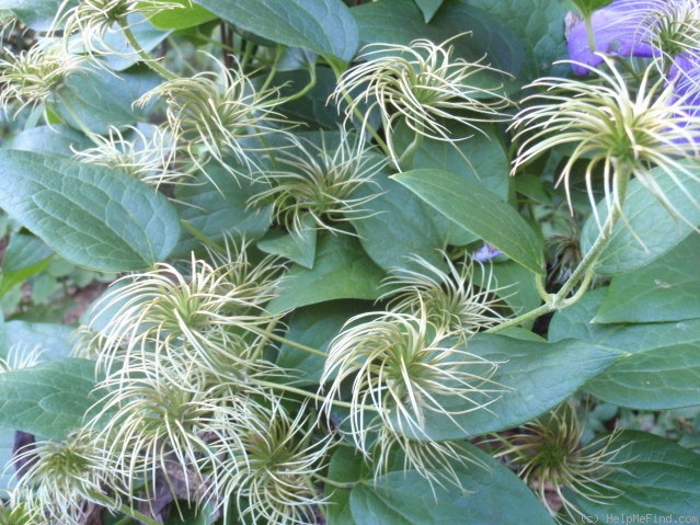 'General Sikorski' clematis photo