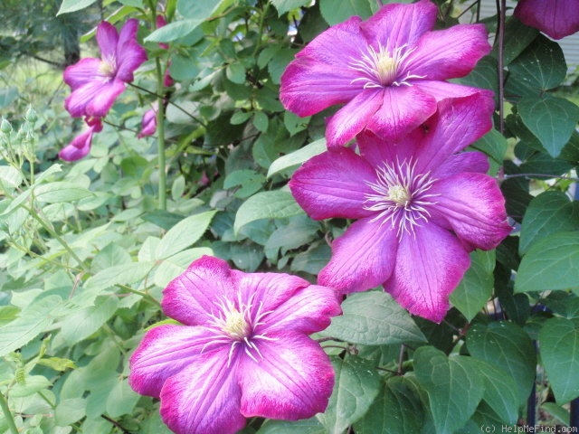 'Ville de Lyon' clematis photo