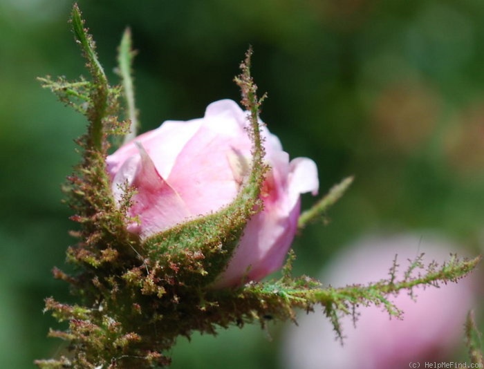 'Blush Moss' rose photo