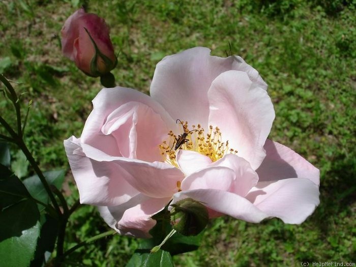 'Cupid (cl. hybrid tea, Cant 1915)' rose photo