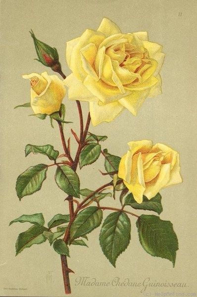 'Madame Chédane-Guinoisseau' rose photo