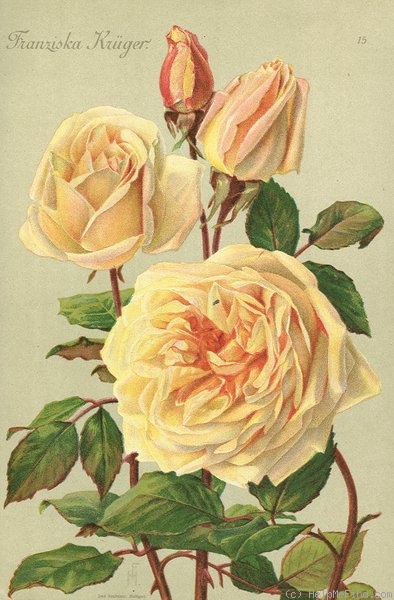 'Mademoiselle Franziska Krüger' rose photo