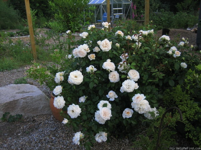 'Lions-Rose ®' rose photo