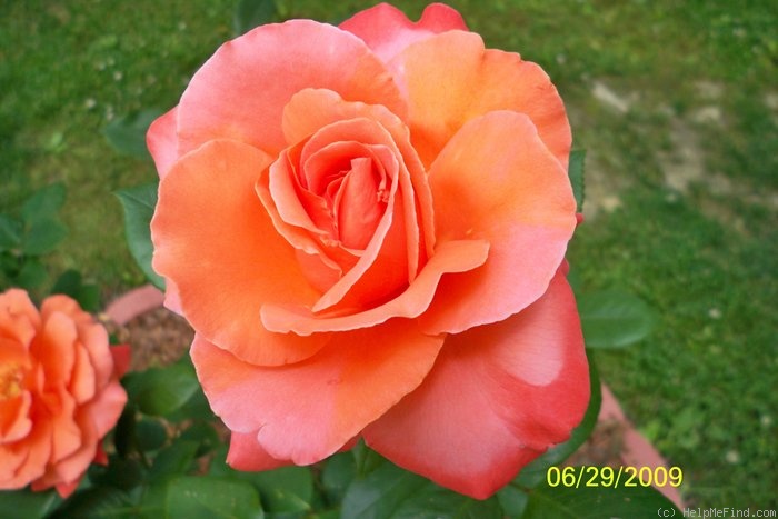 'Maria Stern' rose photo