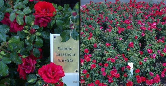 'Cassandra ® (floribunda, Noack, 1998)' rose photo