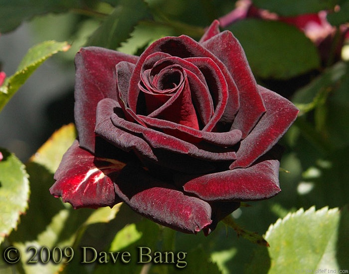 'Black Beauty ® (florists rose, Nijenhuis/Kordes, 1996)' rose photo