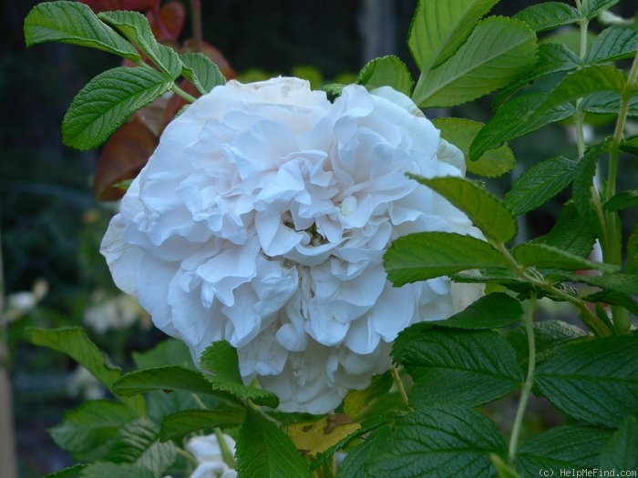 'Peony Blanc' rose photo
