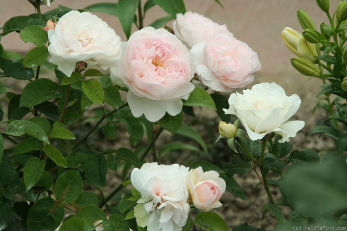 'Gentle Hermione' rose photo