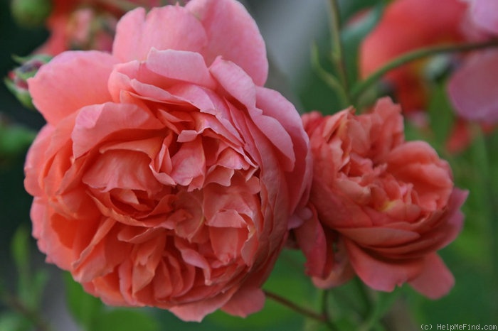 'Summer Song (shrub, Austin, 2005)' rose photo