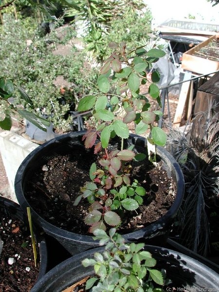 'CPDLFED' rose photo