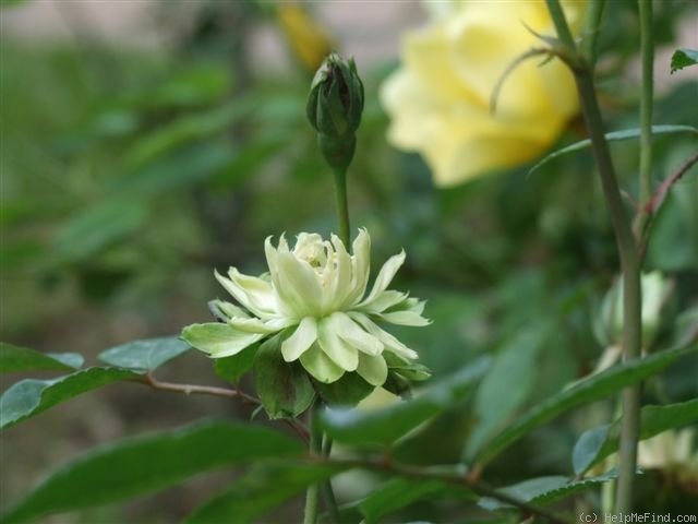 '<i>Rosa viridiflora</i>' rose photo