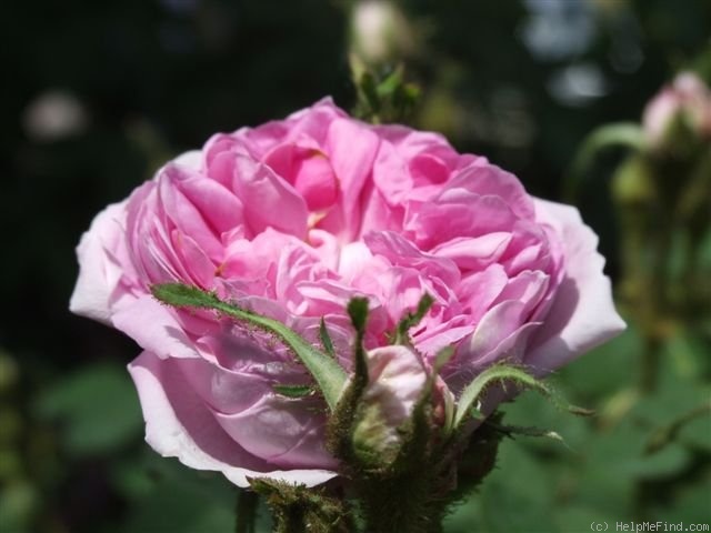 'Soupert et Notting' rose photo