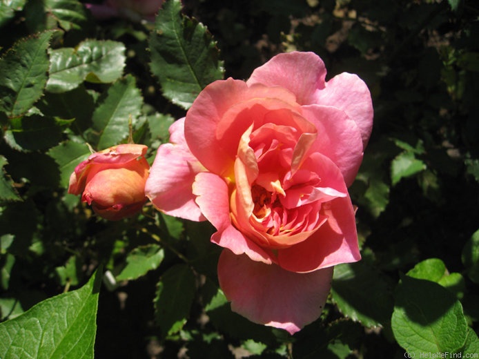 'Westerland offspring' rose photo