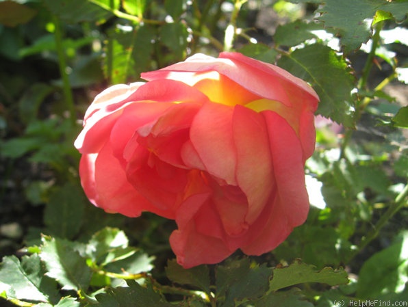 'Westerland offspring' rose photo
