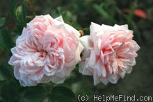 'Awakening (Large Flowered Climber, discovered by Jan Bohm, 1935)' rose photo