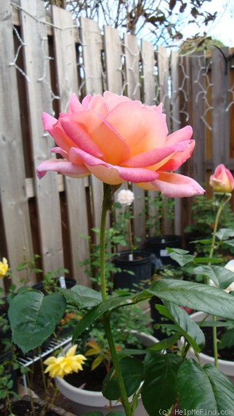 'Chicago Peace' rose photo