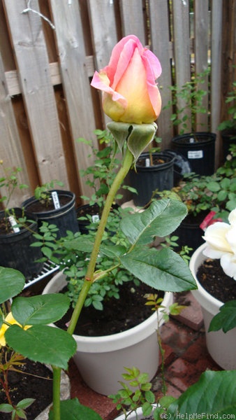 'Chicago Peace' rose photo