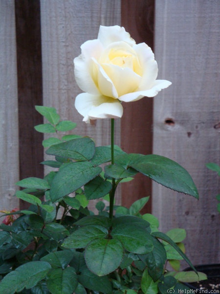 'Garden Party (hybrid tea, Swim, 1959)' rose photo