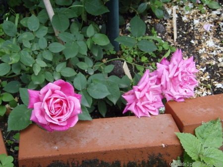'Queen of Bedders' rose photo