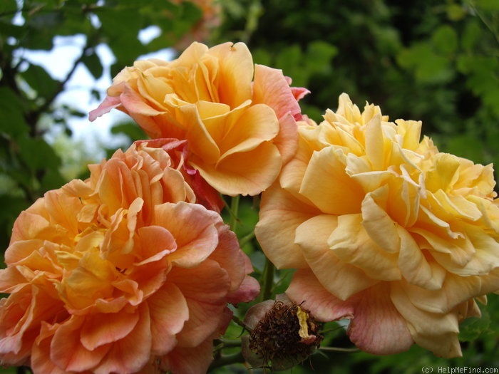 'Kordes' Rose Aloha' rose photo