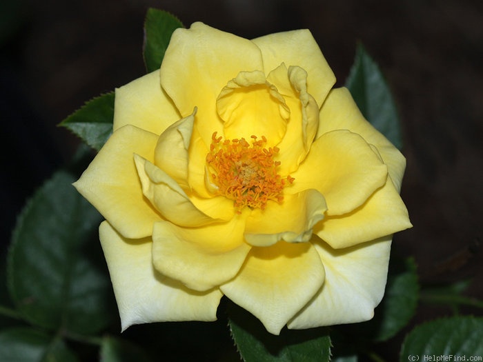'Breath of Spring' rose photo