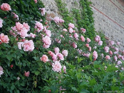 'Albertine (hybrid wichurana, Barbier, 1921)' rose photo