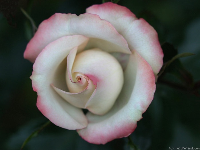 'Class of '73' rose photo