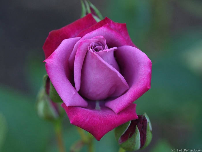 'Dr. John Dickman' rose photo