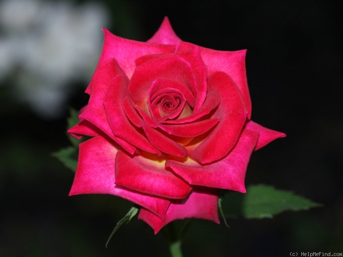 'Edisto' rose photo