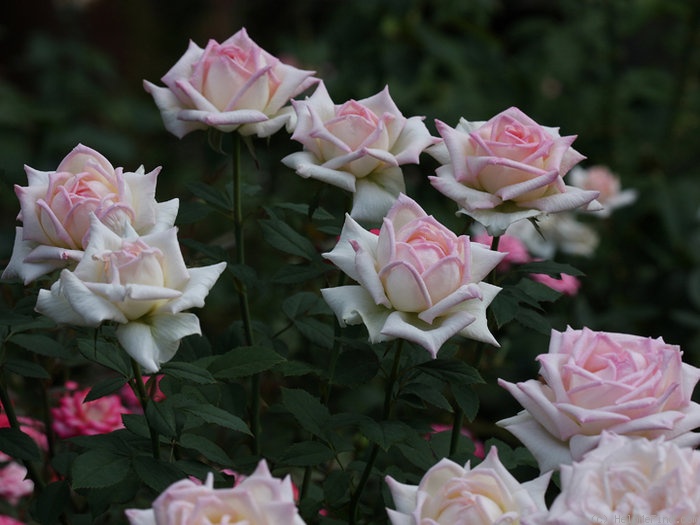 'Leading Lady ™ (mini-flora, Benardella 2006)' rose photo