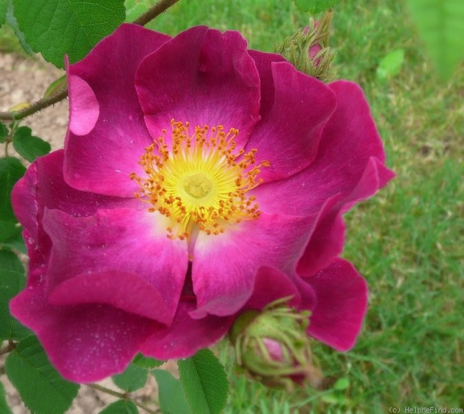 'Violacea (gallica)' rose photo